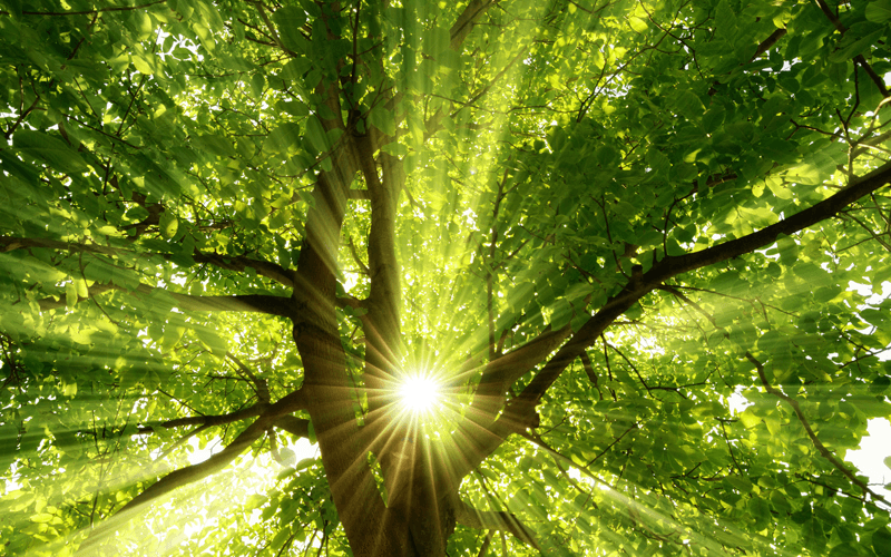 【引き寄せの法則】心理学を活用した効果的な10の鍵｜成功事例もご紹介